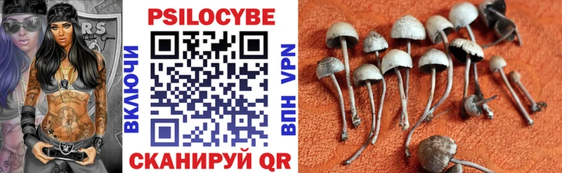 Галлюциногенные грибы Psilocybine cubensis  Курчалой 